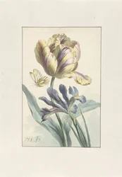 Tulipe et Iris