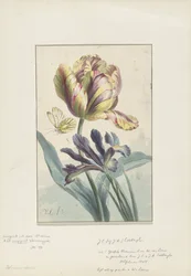Tulipe et iris