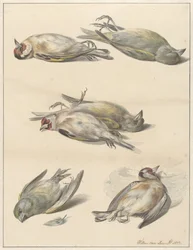 Six petits oiseaux morts