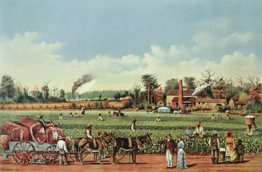 Une plantation de coton sur le Mississippi - la récolte