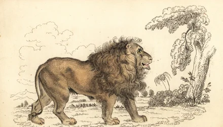 Lion asiatique, en danger, Panthera leo leo, 1834 (gravure)