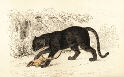 Jaguar noir, Panthera pardus (gravure)