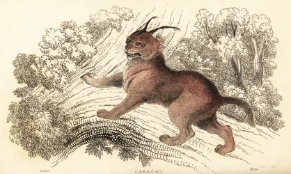 Caracal, Caracal caracal (gravure)