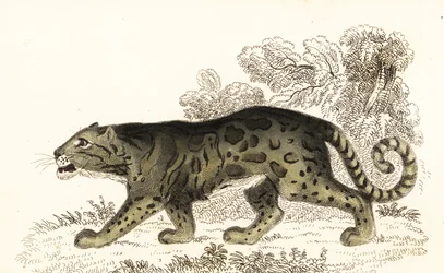 Léopard nébuleux, Neofelis nebulosa (gravure)