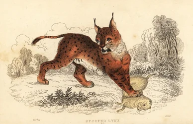 Lynx eurasien, Lynx lynx, 1834