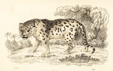 Jaguar, Panthera onca (gravure)
