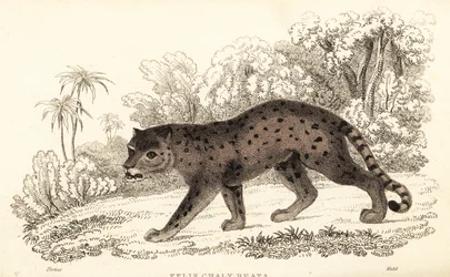 Jaguarundi, Puma yagouaroundi (gravure)