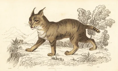 Chat de jungle, Felis chaus, 1834