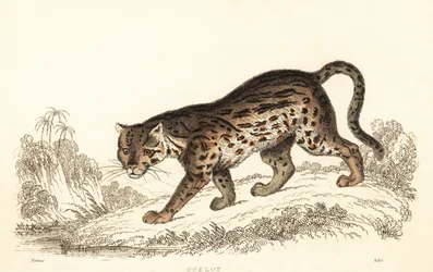 Ocelot, Leopardus pardalis (gravure)