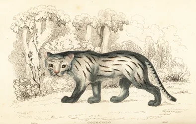 Chat des pampas ou pantanal, Leopardus colocola (gravure)