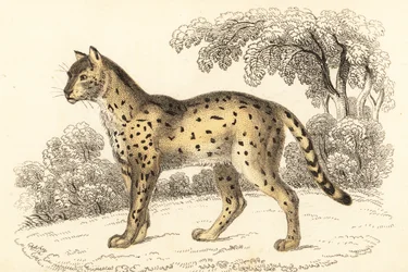 Serval, Leptailurus serval, 1834 (gravure)
