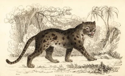 Chat léopard de Sunda, Prionailurus bengalensis subsp. sumatranus