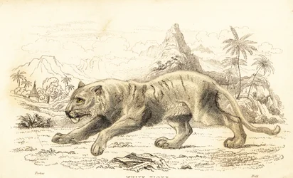 Tigre blanc, Panthera tigris tigris, en danger, 1834 (gravure)