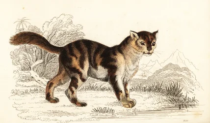Chat écaille de tortue sauvage d