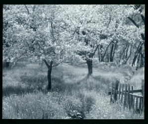 Pommiers en fleurs