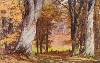 Dans le parc de Knole, près du hêtre du roi