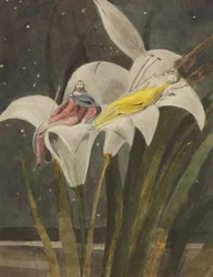 Oberon et Titania sur un lys, vers 1795 (crayon, plume, encre, aquarelle sur papier)