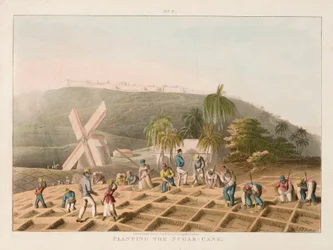 Plantation de la canne à sucre