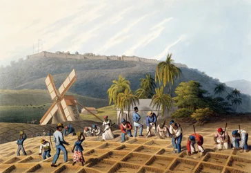 Esclaves plantant des boutures de canne à sucre, extrait de "Ten Views in the Island of Antigua" (Dix vues de l
