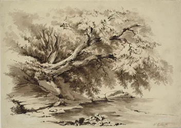 Paysage avec des arbres surplombant un lac
