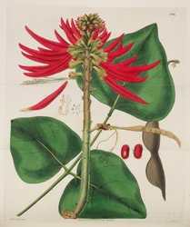 Magazine Botanique, 1787-1833