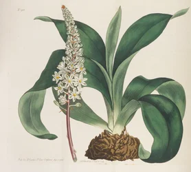Magazine botanique, 1787-1833