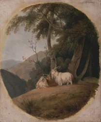 Chèvres du Cachemire