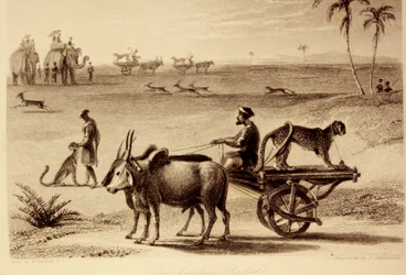 Les guépards chasseurs