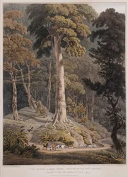 Vue du Grand Arbre, île du Prince de Galles