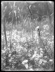 Gros plan de quenouilles dans les bois de Reliance, vers 1912