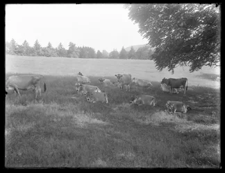 Vaches se reposant sous un arbre, probablement la ferme McCready, comté de Crawford, Pennsylvanie, c.1913