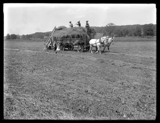 Travailleurs agricoles chargeant du foin sur un chariot tiré par des chevaux, ferme McCready, comté de Crawford, Pennsylvanie, c.1913