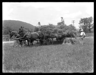 Deux hommes chargeant des gerbes de blé sur une charrette tirée par des chevaux, probablement la ferme McCready, comté de Crawford, Pennsylvanie