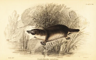 Ornithorynque, Ornithorhynchus anatinus