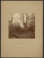 Forét de Fontainebleau