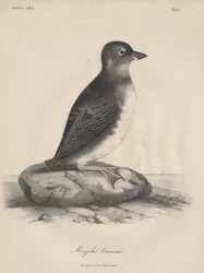 Megalus Cassinii, lithographie par J.T. Bowen, 1850