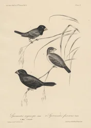 Spermestes Nigriceps (mâle et femelle) et Spermestes Fuscans, litho par J.T. Bowen, 1850