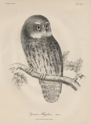 Syrnium Albogularis, lithographie par J.T. Bowen, 1850