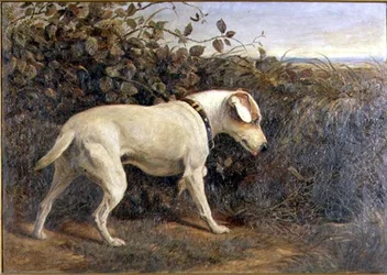 Terrier dans un paysage