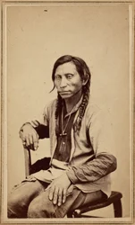 Loup gris, années 1860 (photo)