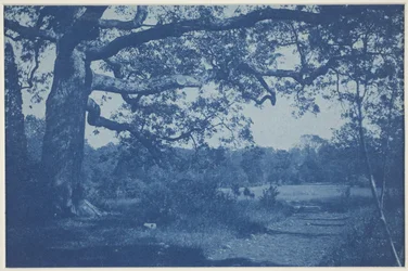 Grand Chêne au Bord du Pré