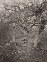 Forêt de Fontainebleau