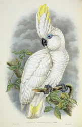 Cacatoès aux yeux bleus