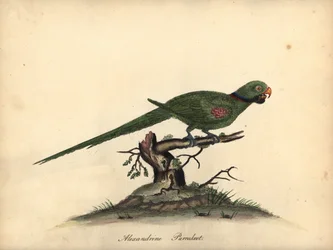 Perruche alexandre, Psittacula eupatria