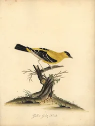 Chardonneret jaune. Gravure à la main d