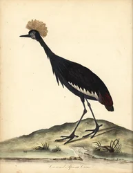Grue couronnée noire, Balearica pavonina