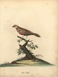 Astrild ondulé, Estrilda astrild. (Loxia astreld) Gravure à la main en couleur d