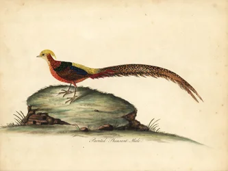 Faisan doré ou chinois, Chrysolophus pictus, mâle. Gravure à la main en cuivre d