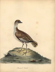 Outarde barbue, femelle. Gravure à la main d