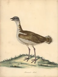 Grande outarde, Otis tarda, mâle. Gravure à la main d